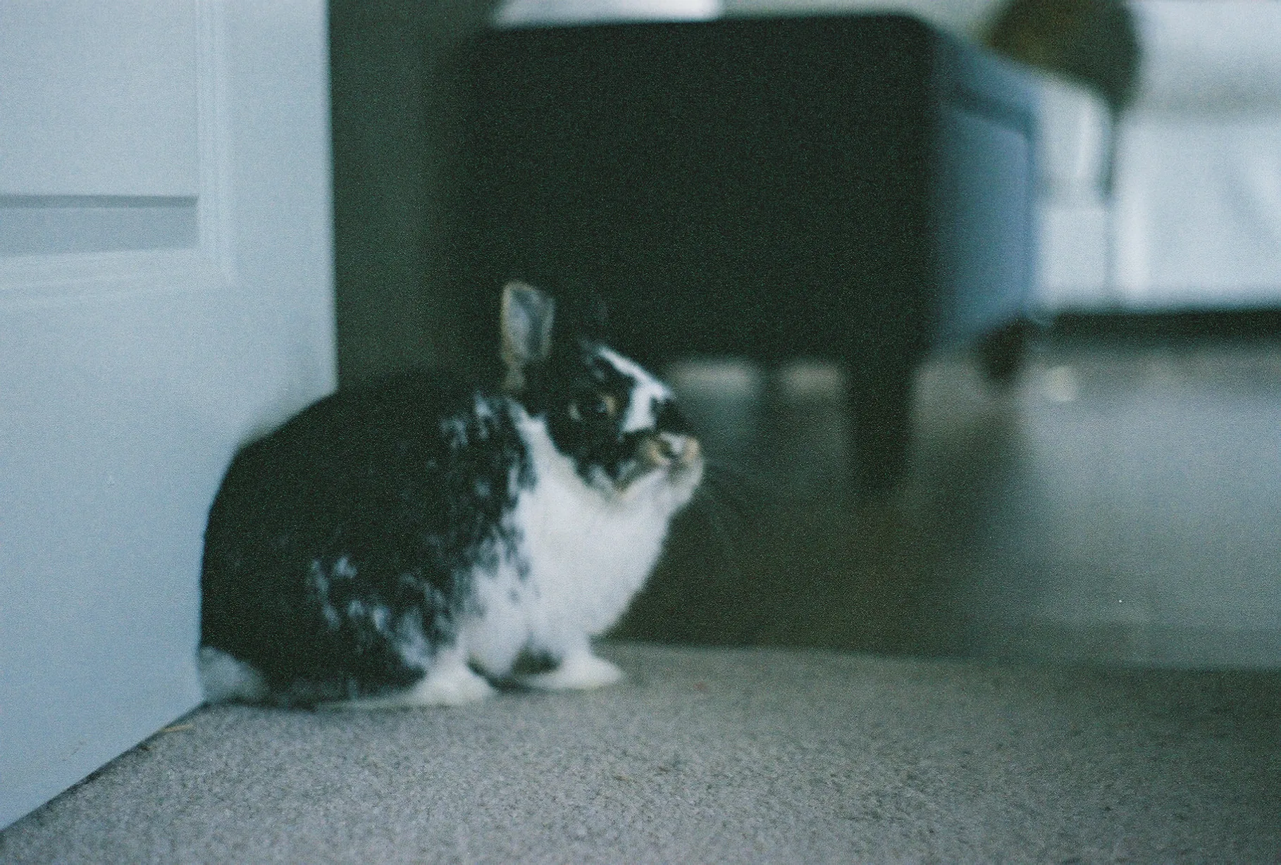 A black and white rabbit sitting on a concrete floor near furniture and a white wall.